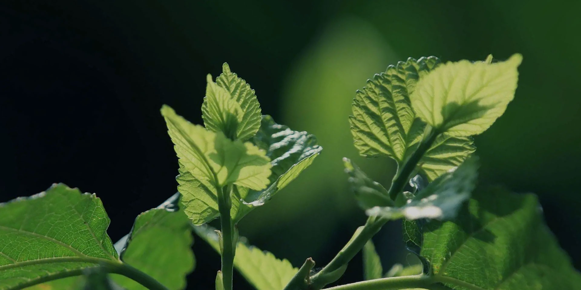 pg�齫����(�ٷ���)�ƽ�/����/���ֹٷ���վ